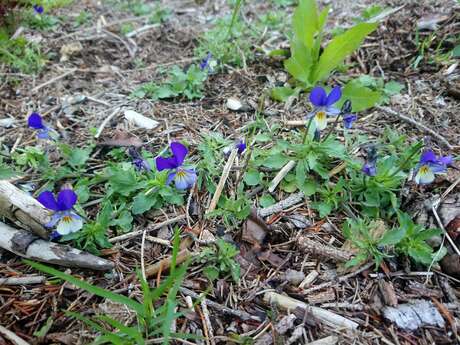 A la découverte des plantes sauvages