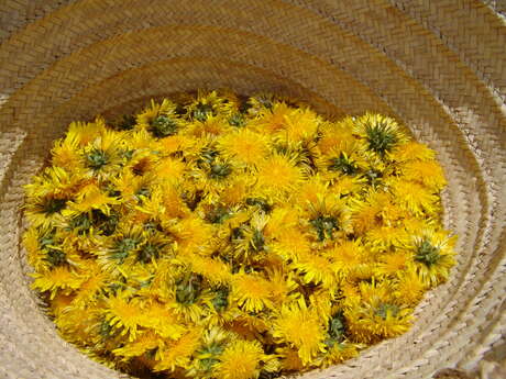 Stage sur l'atelier de l'herboriste