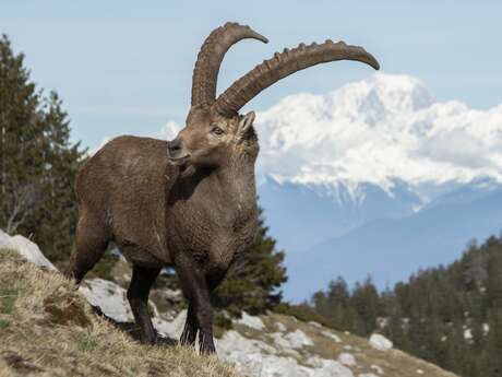 A la recherche de la faune des montagnes