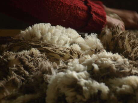 Sheep farm - La Coursaline