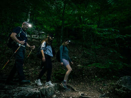 #RDVduParc • Découverte insolite de la hêtraie relique