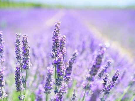 Atelier aromathérapie + visite