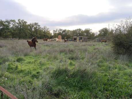 Centre équestre de Montmeyan