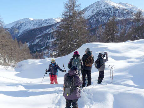 Montania Montania - Johan Mus