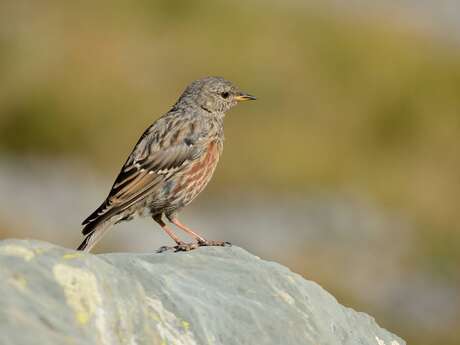 Balade découverte : les oiseaux des pâturages