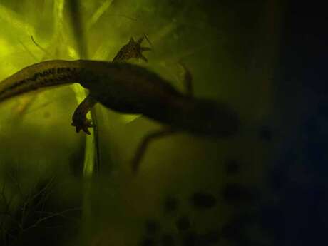 Atelier naturaliste : Dessine-moi un triton