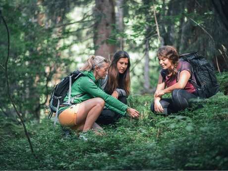 Wanderung „Sammeln von Kräutern und essbaren Pflanzen“ Wanderung „Sammeln von Kräutern und essbaren Pflanzen“