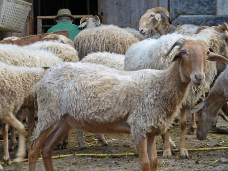 A la découverte du monde pastoral
