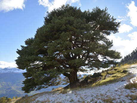 Conférence en plein-air : Communication des plantes et des arbres, une approche sensible et scientifique