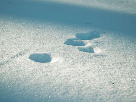 Journée de sensibilisation au Tétras -Lyre