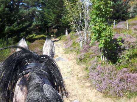 Escapade Equestre : Autour des Crêts du Pilat