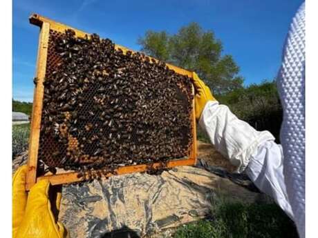 Visite du Rucher L'or de la Loube | Indus'3 Days