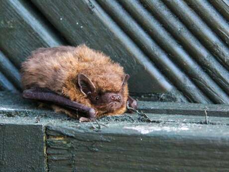 Découverte : Secrets de chauve-souris
