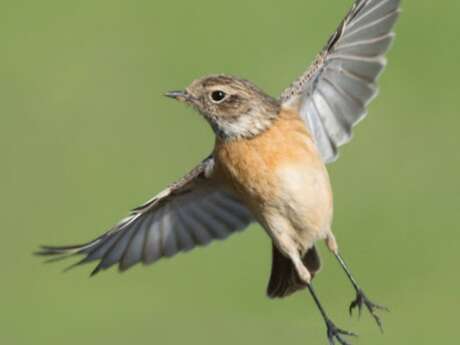 Conférence : Les pouvoirs extraordinaires des oiseaux