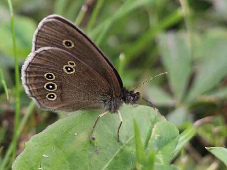 Conférence : Préserver la biodiversité, les bons réflexes