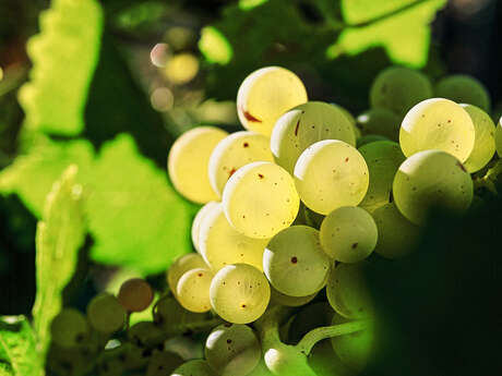 Domaine de la Tombarel