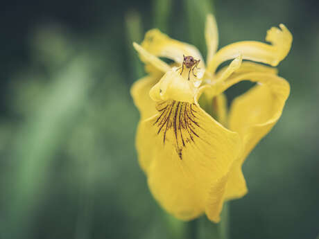 School outing: Biodiversity, a little-known treasure in danger [near school].