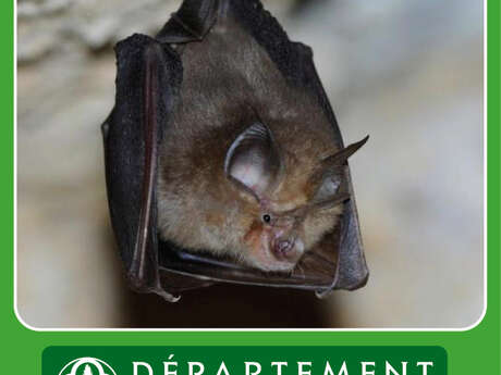 Animation parc naturel " 30ème nuit internationale de la Chauve-souris "