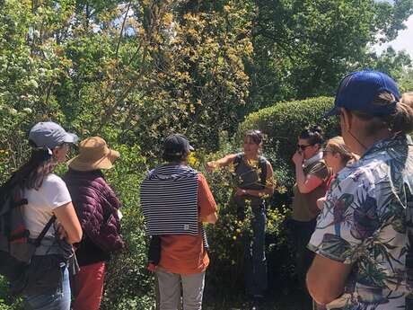 Balade « Secret des arbres »
