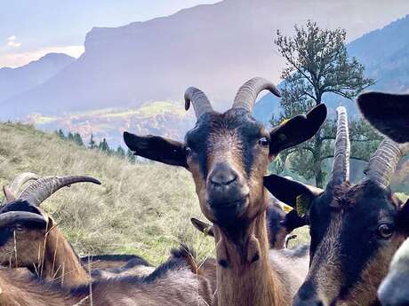 Visite de la Ferme des Entremonts