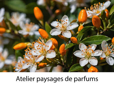 Atelier paysages de parfums