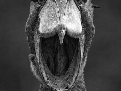 Exposition de photographies de Jean-Philippe Borg à l'Espace d'Ornano