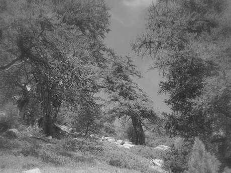 Exposition Les arbres en couleurs – Sous les branches de l’art