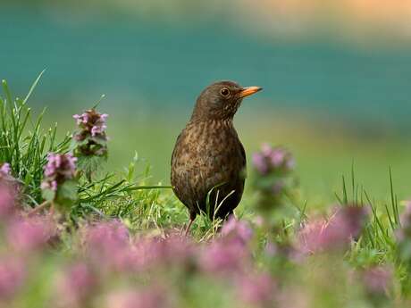 Exposition - Ecoute les oiseaux