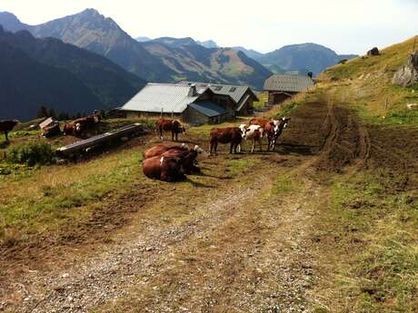 Trail circuit 40 rouge - Boucle des alpages de Charmy l'Adroit