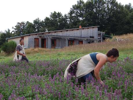 Les Sens en Herbe -Production et distillation de plantes médicinales