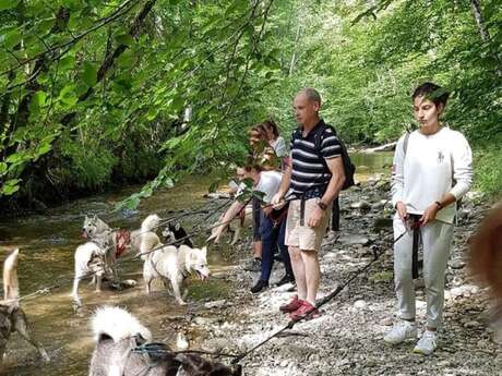 Canirandonnée avec husky - séance encadrée