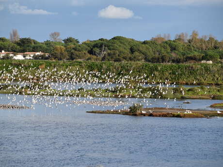 Entdecken Sie die Artenvielfalt von Vögeln und Sumpfgebieten mit dem LPO von Ile de Ré Canoë