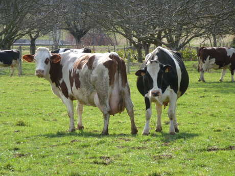 Meat and dairy sales at l'Aune Farm