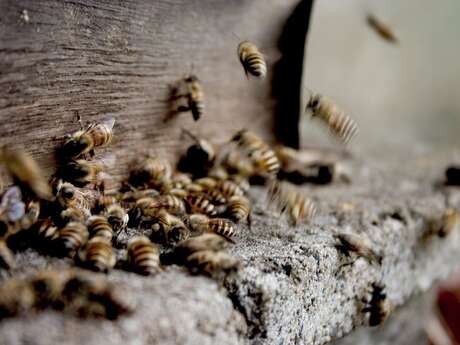 Atelier "Découverte de l'apiculture"