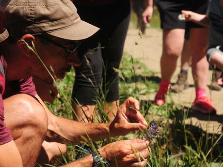 Balade : mon herbier gourmand