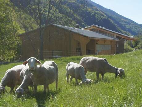 LA RONDE DES PATURAGES