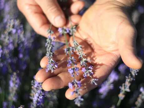 Explorez les bienfaits  des huiles essentielles