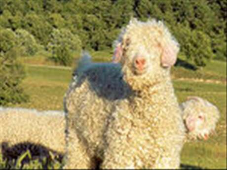 MOHAIR EN PROVENCE