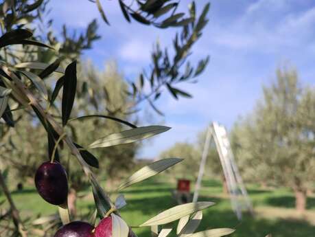 Huile d'olive "Les 3 Souquets"