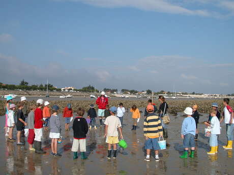 Découverte de l'estran