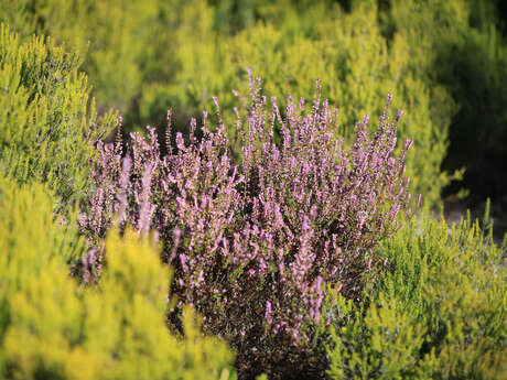 Balade "Aromatiques et Méditerranéennes"