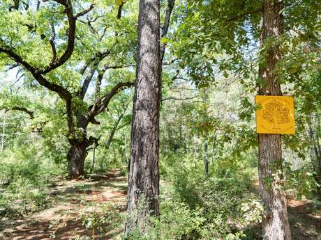 Circuit VTT : Les chênes centenaires