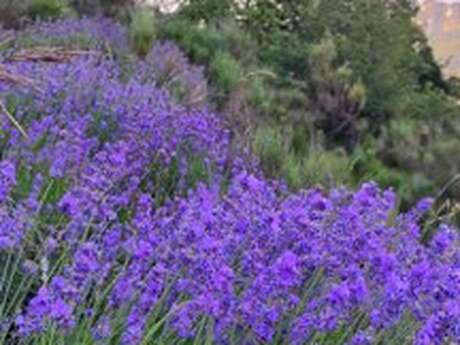 Collection of Lavender for the Lavender Festival