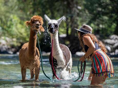 Weekend ALP’AGAGA en famille :  Balades et animations en compagnie des ânes et alpagas