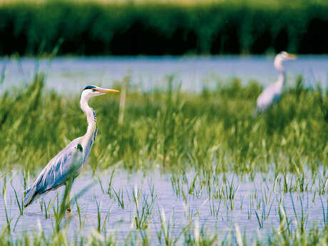 Séjour : Les essentiels de la Bresse et de la Dombes (2 jours / 1 nuit)