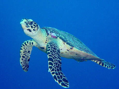 Moorea Deep Blue