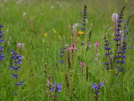 Les fleurs du Mercantour et le changement climatique