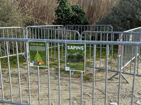 Donnez une seconde vie à votre sapin de Noël