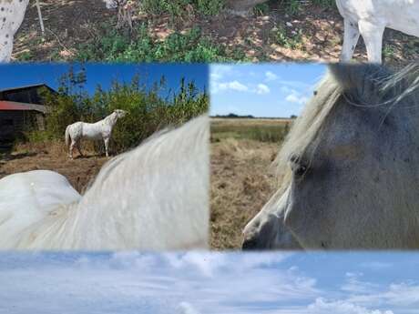 Respira con los caballos - Inmersión en la naturaleza con los caballos