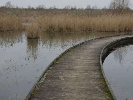 Explo’nature : les oiseaux du bassin de la Motte